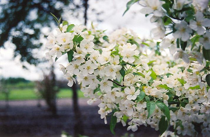 Malus Snowdrift - View 15 from www redcrocus com