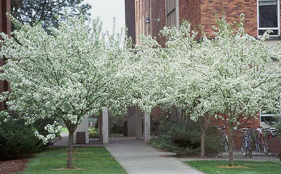 Malus Snowdrift - View 16 from www redcrocus com