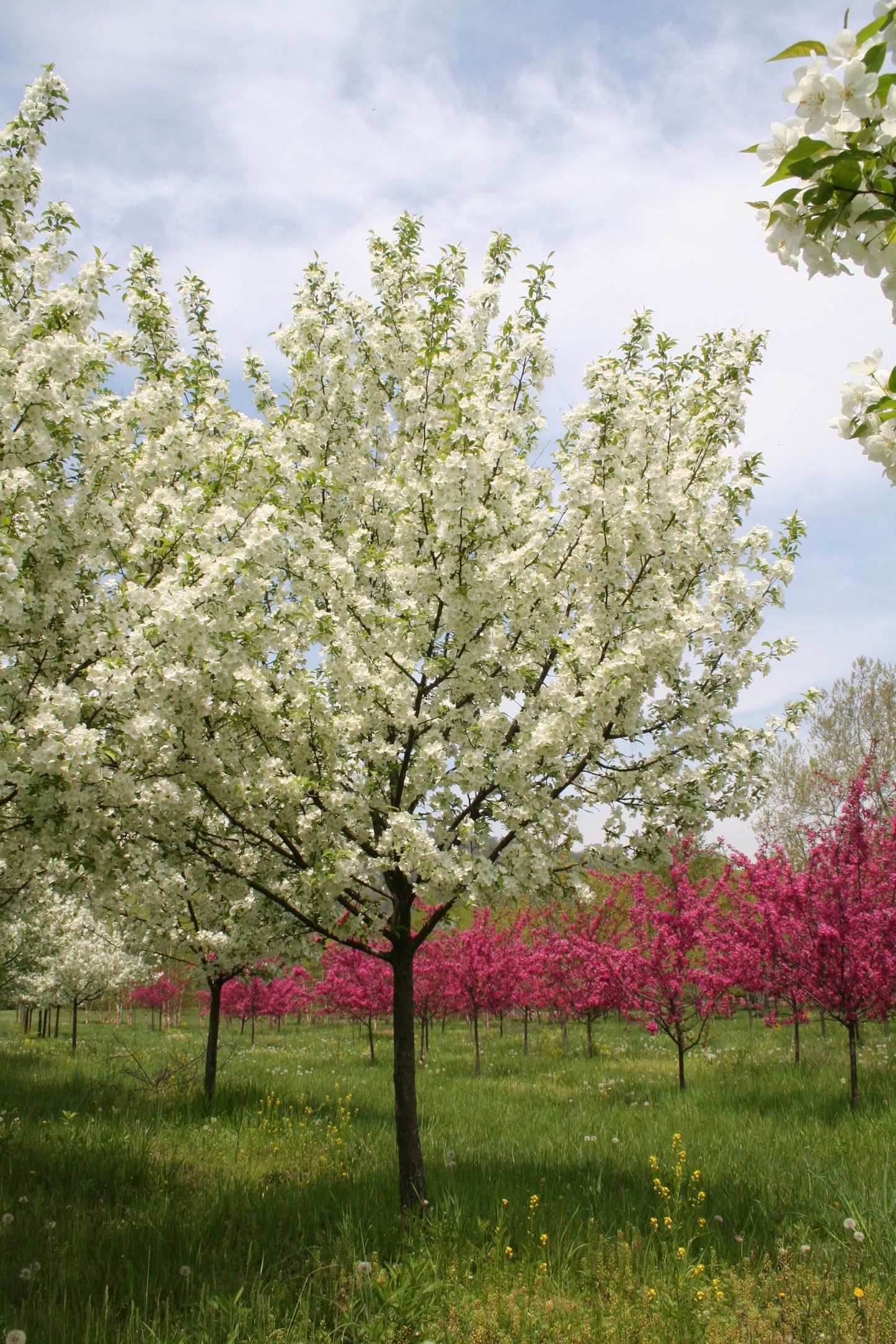 Malus Snowdrift - View 17 from www redcrocus com