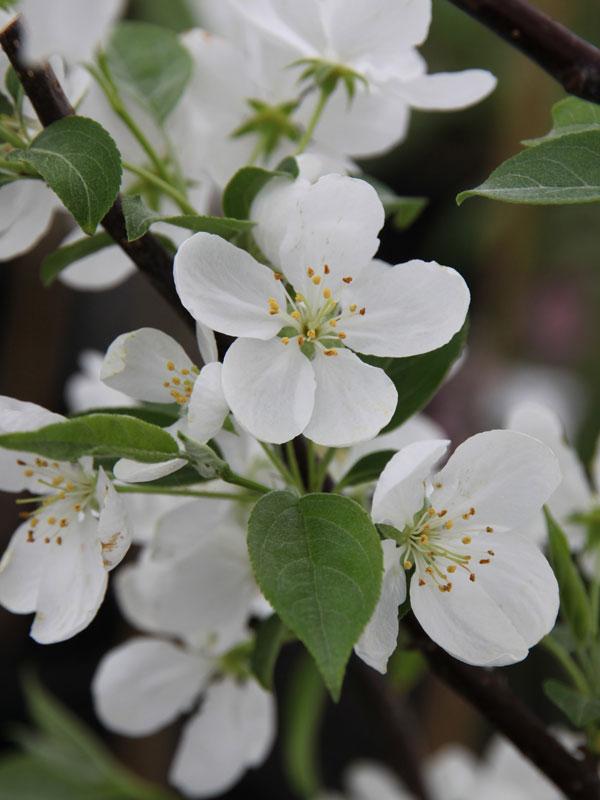 Malus Snowdrift - View 3 from www redcrocus com