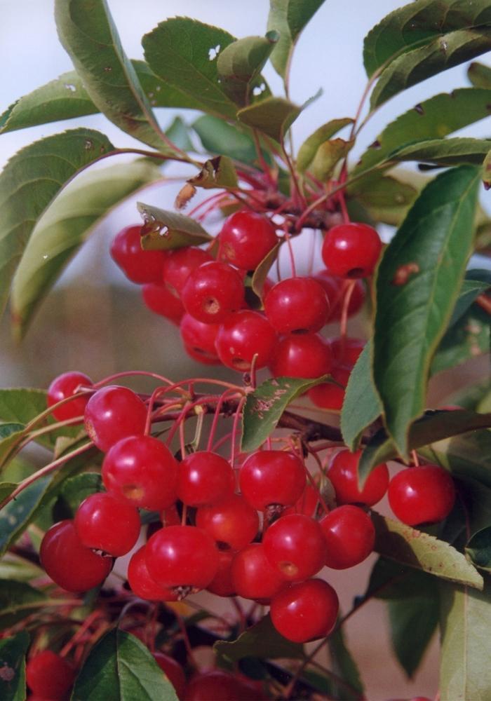 Malus Snowdrift - View 5 from www redcrocus com
