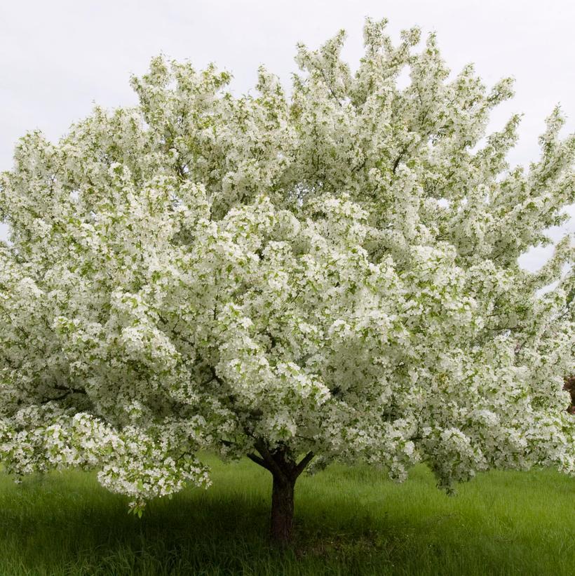 Malus Snowdrift - View 7 from www redcrocus com