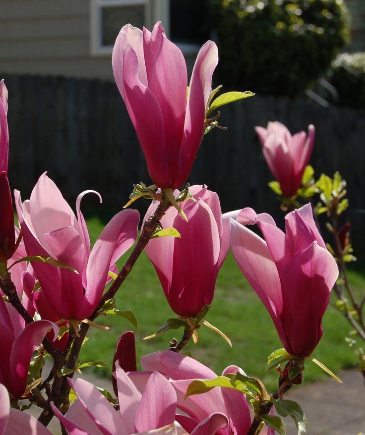 Magnolia Liliflora Jane Multi Stem - View 10 from www redcrocus com