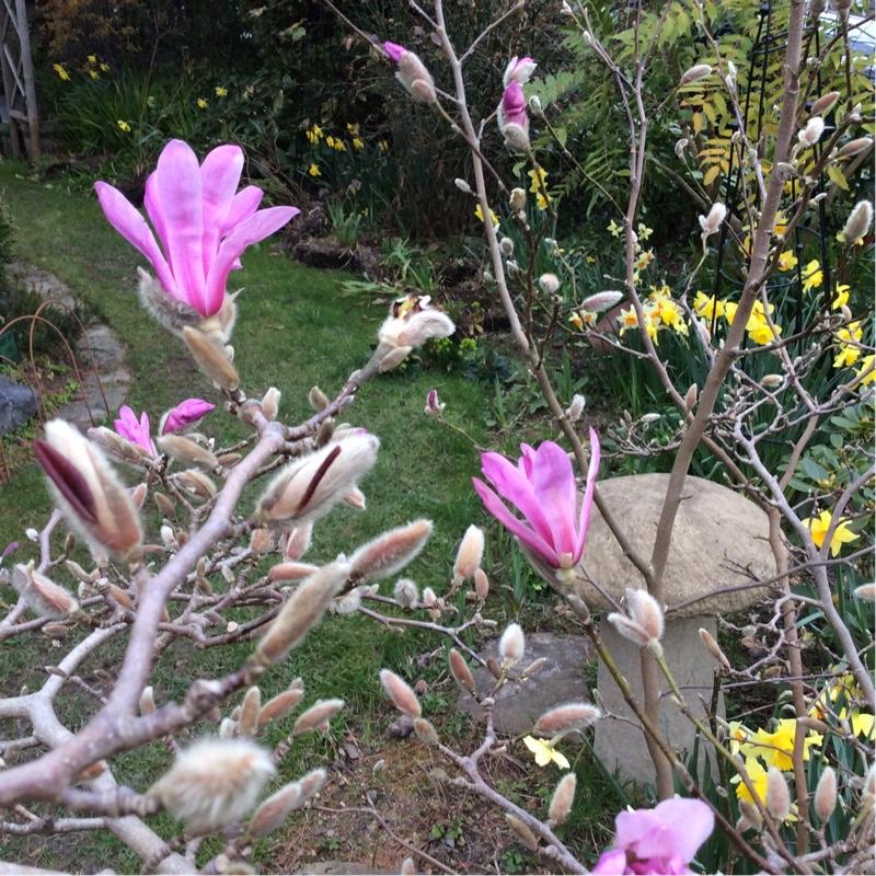 Magnolia Liliflora Jane Multi Stem - View 11 from www redcrocus com