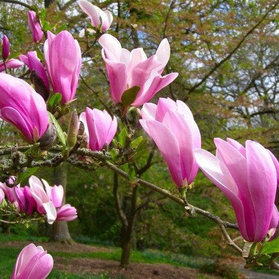 Magnolia Liliflora Jane Multi Stem - View 12 from www redcrocus com