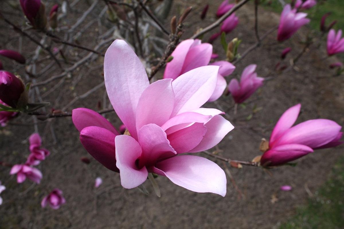 Magnolia Liliflora Jane Multi Stem - View 14 from www redcrocus com