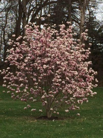 Magnolia Liliflora Jane Multi Stem - View 15 from www redcrocus com