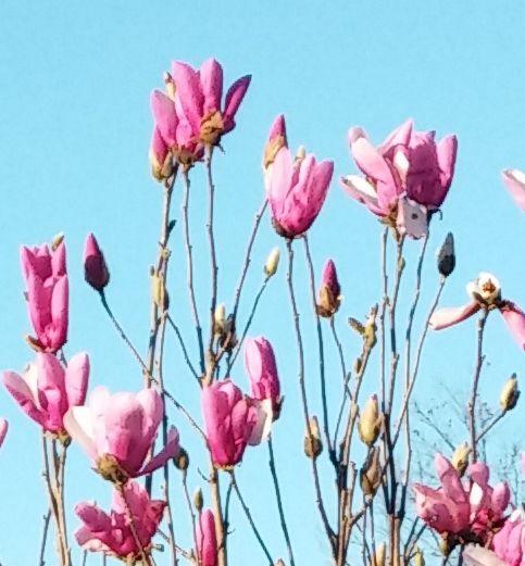 Magnolia Liliflora Jane Multi Stem - View 17 from www redcrocus com