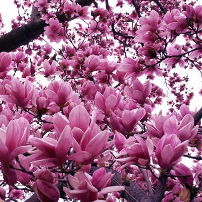 Magnolia Liliflora Jane Multi Stem - View 20 from www redcrocus com