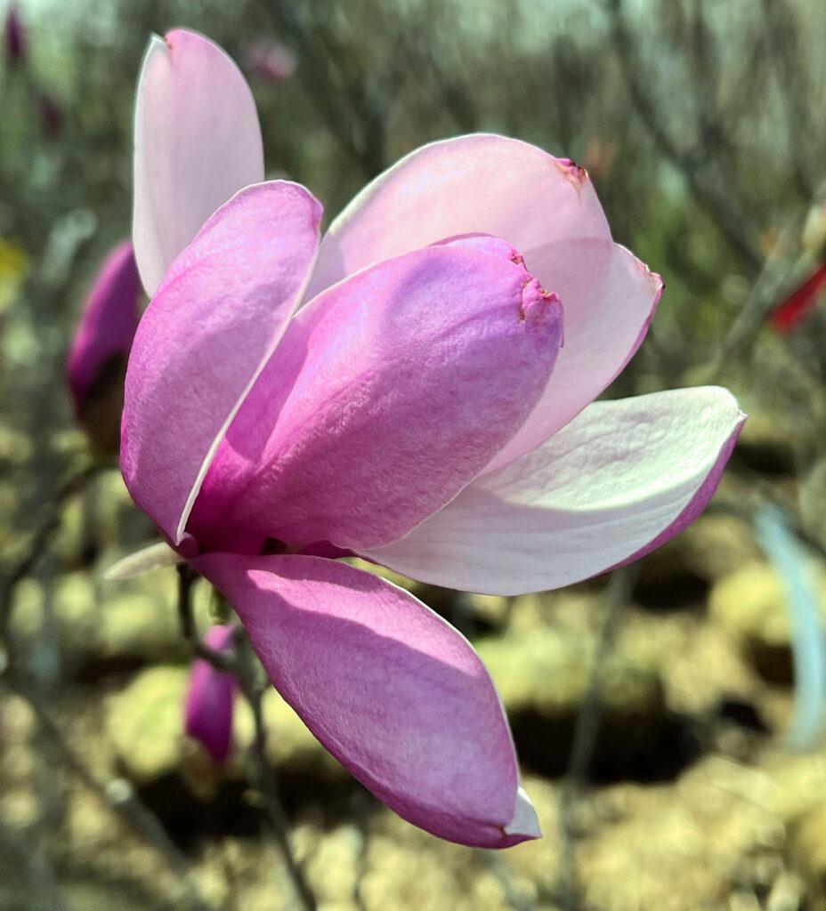 Magnolia Liliflora Jane Multi Stem - View 2 from www redcrocus com