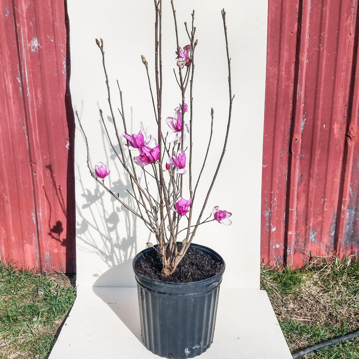 Magnolia Liliflora Jane Multi Stem - View 4 from www redcrocus com