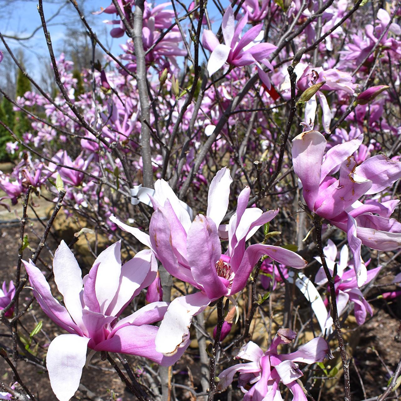 Magnolia Liliflora Jane Multi Stem - View 8 from www redcrocus com