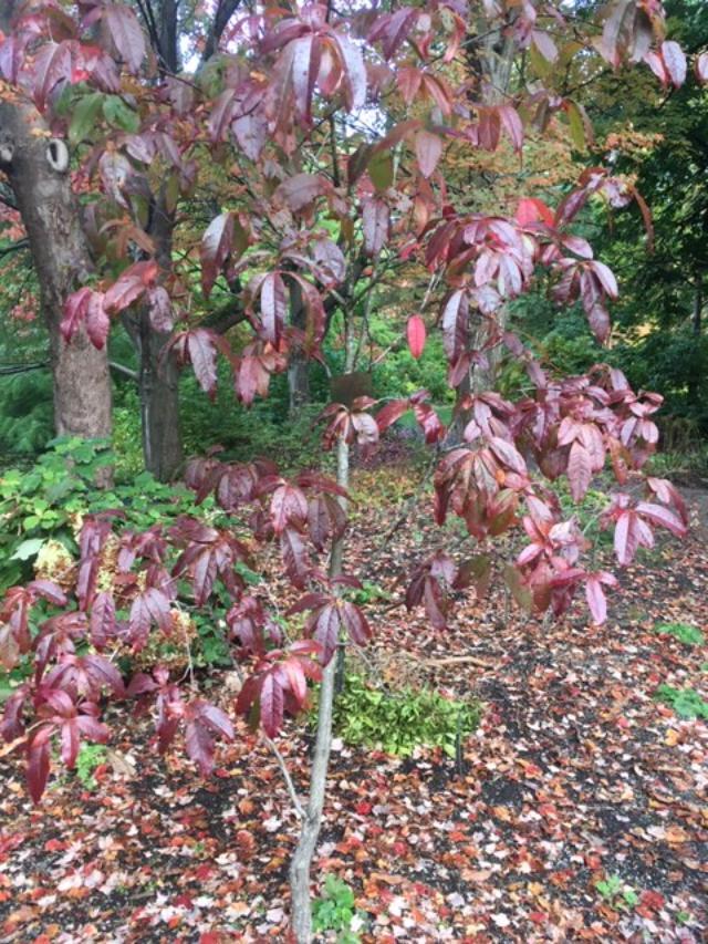 Oxydendrum Arboreum Single Stem - View 10 from www redcrocus com