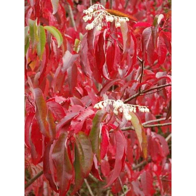 Oxydendrum Arboreum Single Stem - View 11 from www redcrocus com