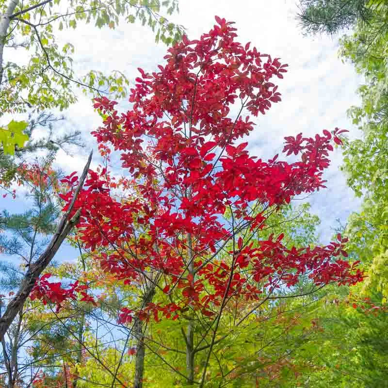 Oxydendrum Arboreum Single Stem - View 11 from www redcrocus com