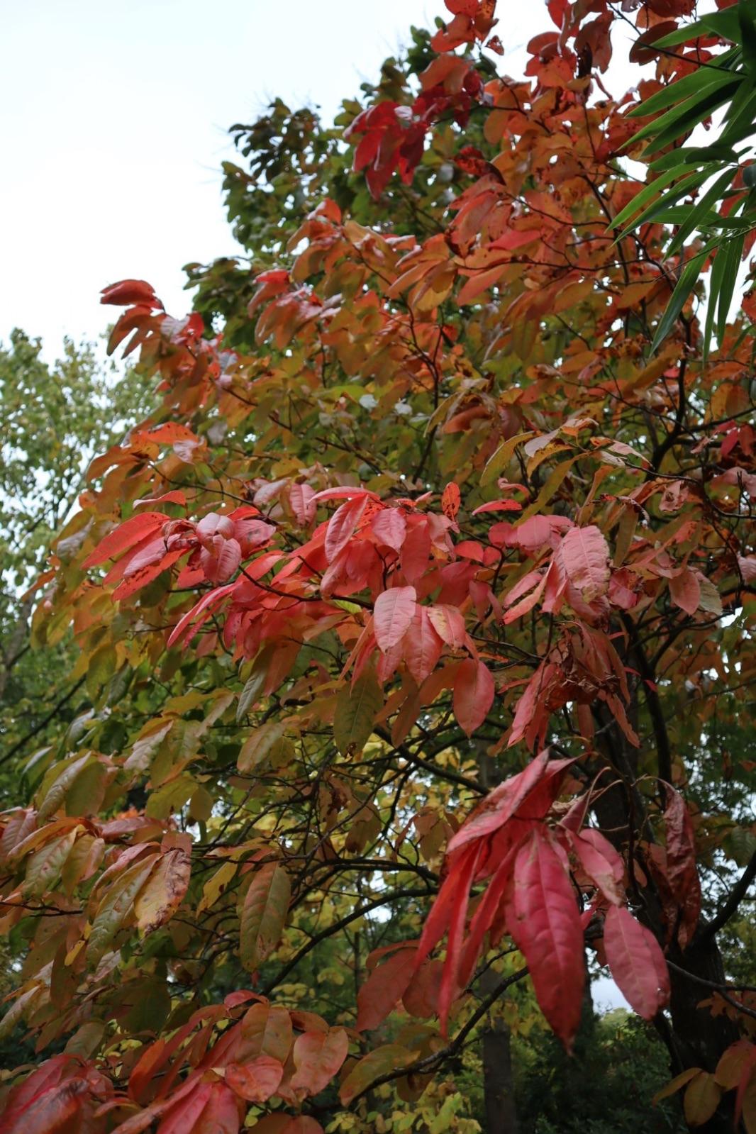 Oxydendrum Arboreum Single Stem - View 12 from www redcrocus com