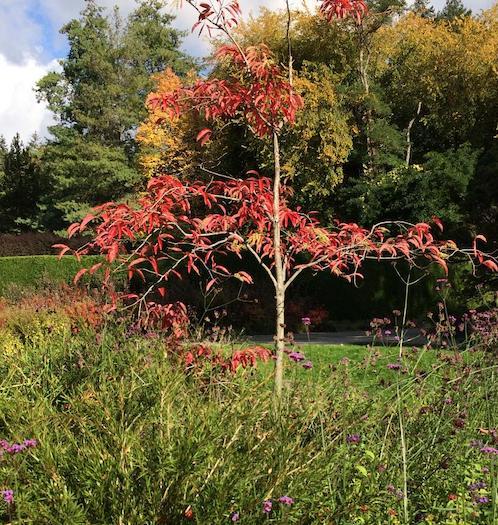 Oxydendrum Arboreum Single Stem - View 13 from www redcrocus com