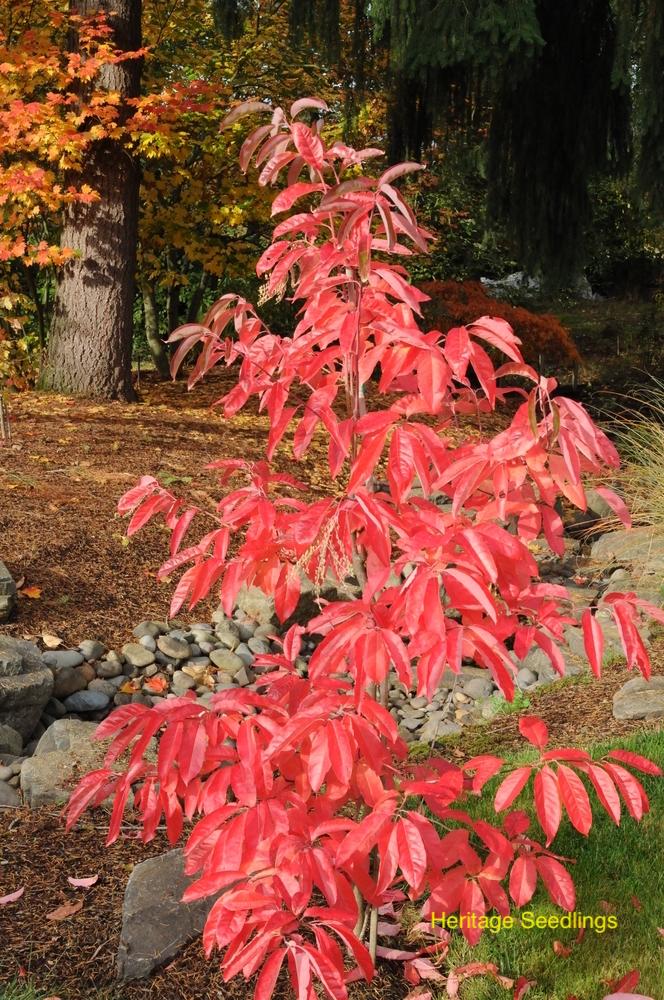 Oxydendrum Arboreum Single Stem - View 14 from www redcrocus com