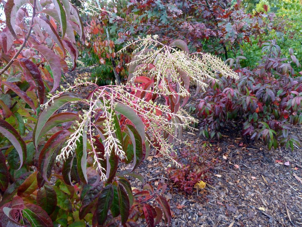 Oxydendrum Arboreum Single Stem - View 15 from www redcrocus com