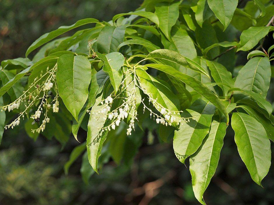 Oxydendrum Arboreum Single Stem - View 16 from www redcrocus com