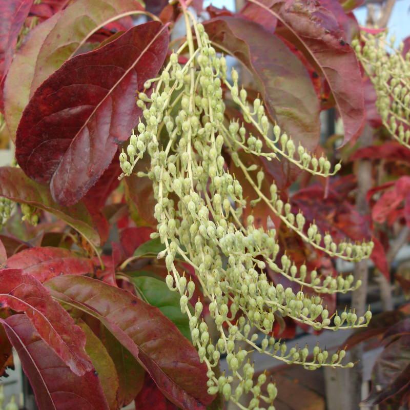 Oxydendrum Arboreum Single Stem - View 17 from www redcrocus com