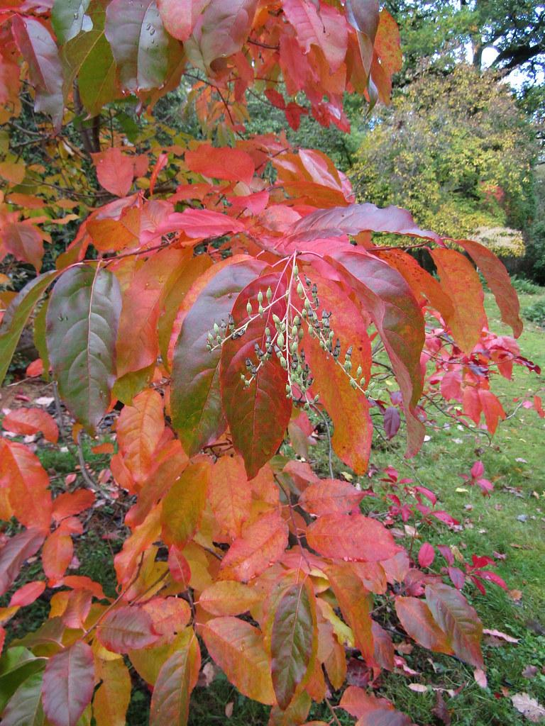 Oxydendrum Arboreum Single Stem - View 19 from www redcrocus com