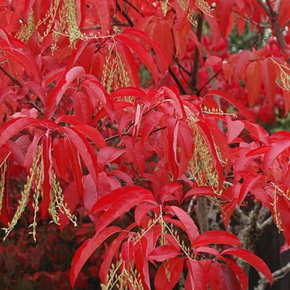 Oxydendrum Arboreum Single Stem - View 20 from www redcrocus com