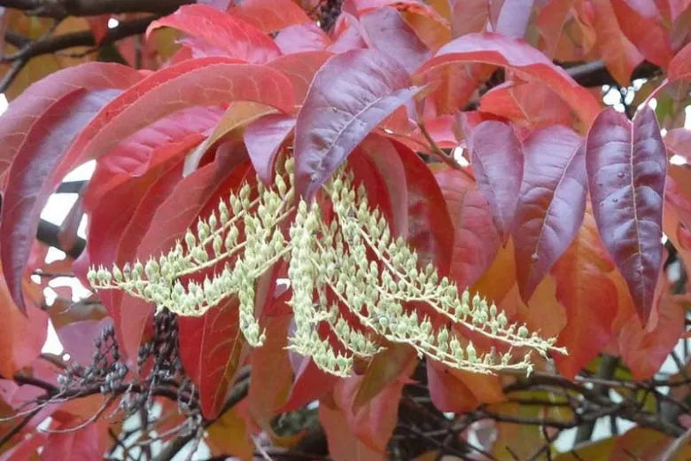 Oxydendrum Arboreum Single Stem - View 2 from www redcrocus com