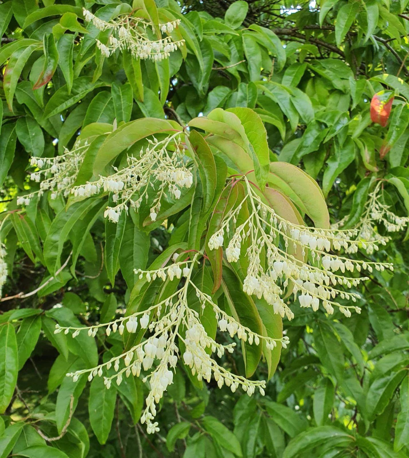 Oxydendrum Arboreum Single Stem - View 3 from www redcrocus com