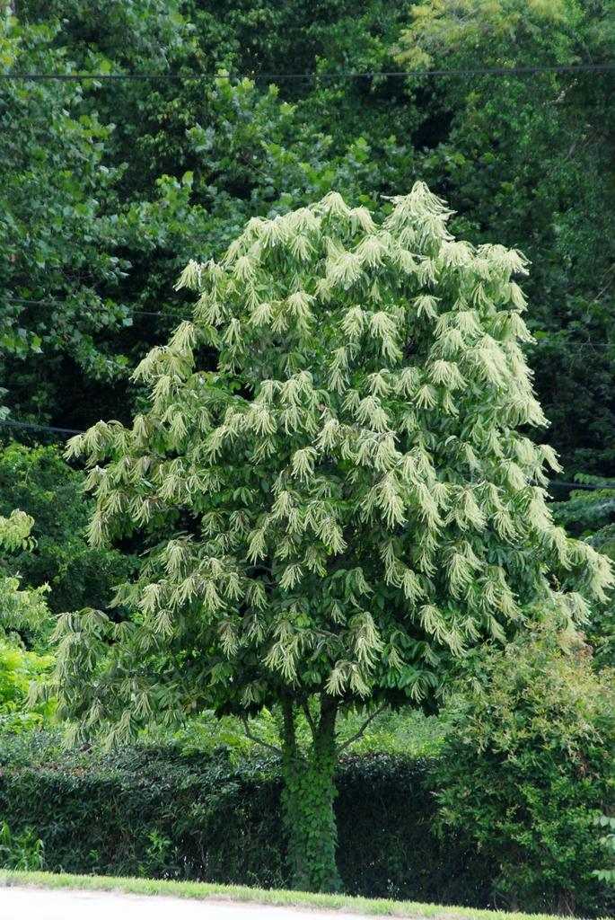 Oxydendrum Arboreum Single Stem - View 4 from www redcrocus com