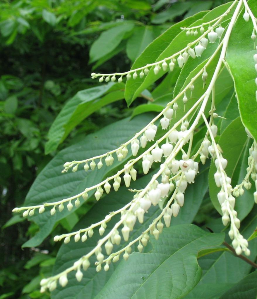 Oxydendrum Arboreum Single Stem - View 5 from www redcrocus com