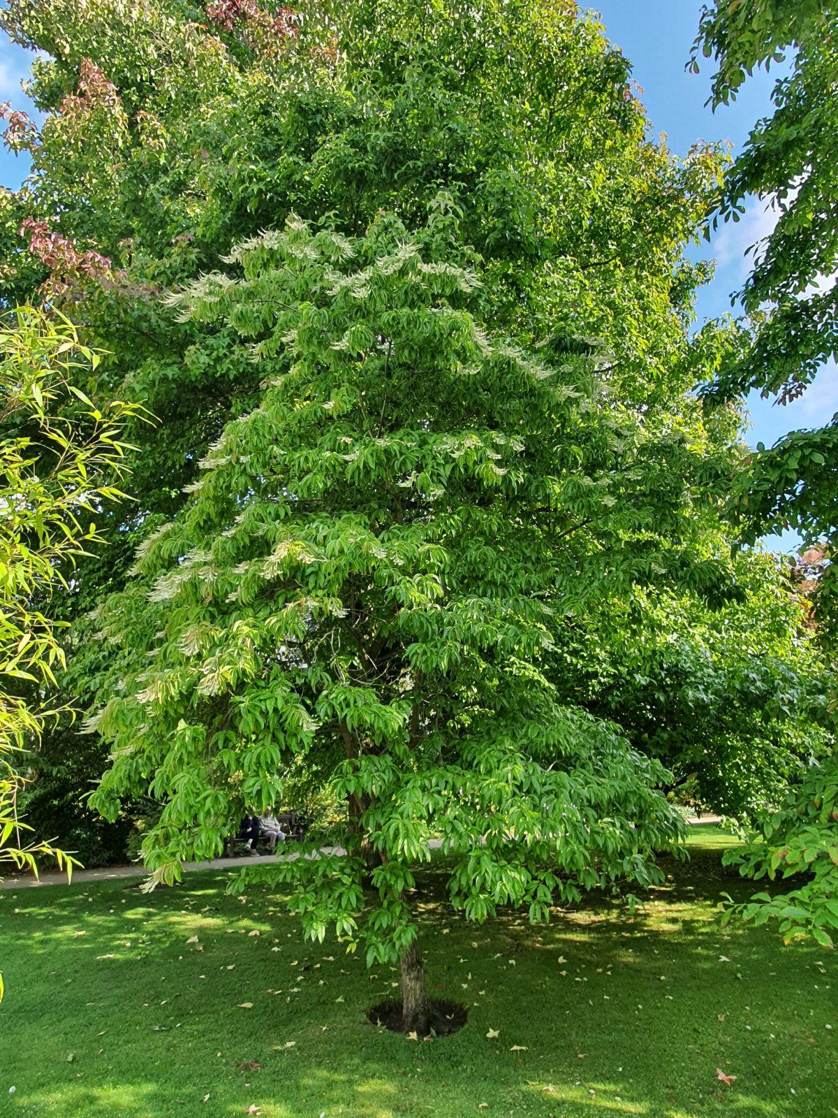 Oxydendrum Arboreum Single Stem - View 6 from www redcrocus com