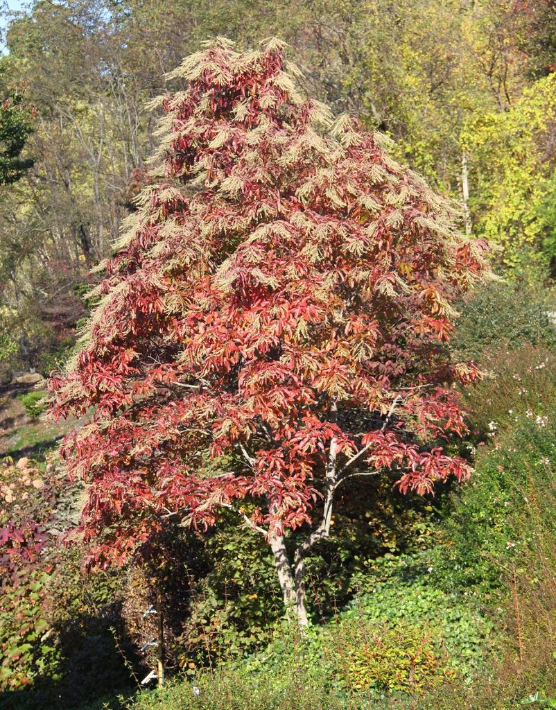 Oxydendrum Arboreum Single Stem - View 7 from www redcrocus com