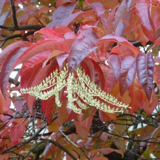 Oxydendrum Arboreum Single Stem - View 7 from www redcrocus com