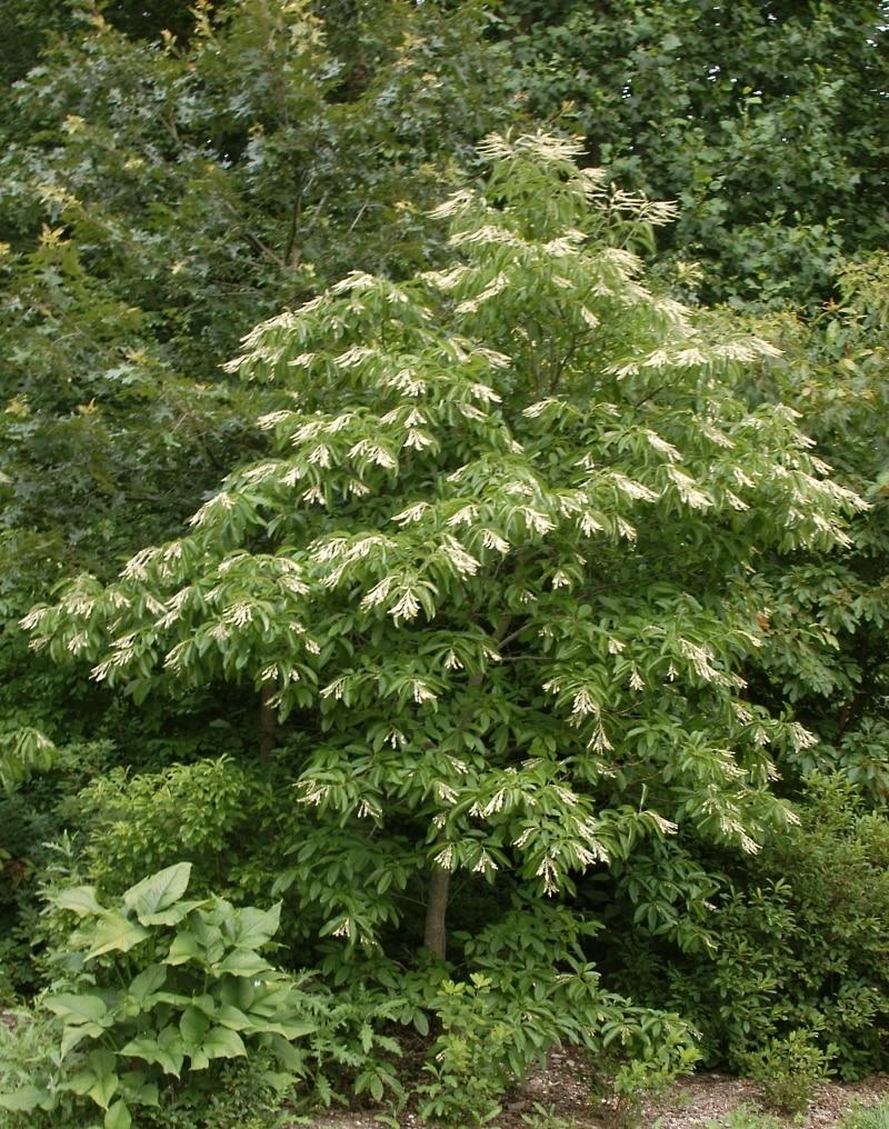 Oxydendrum Arboreum Single Stem - View 8 from www redcrocus com