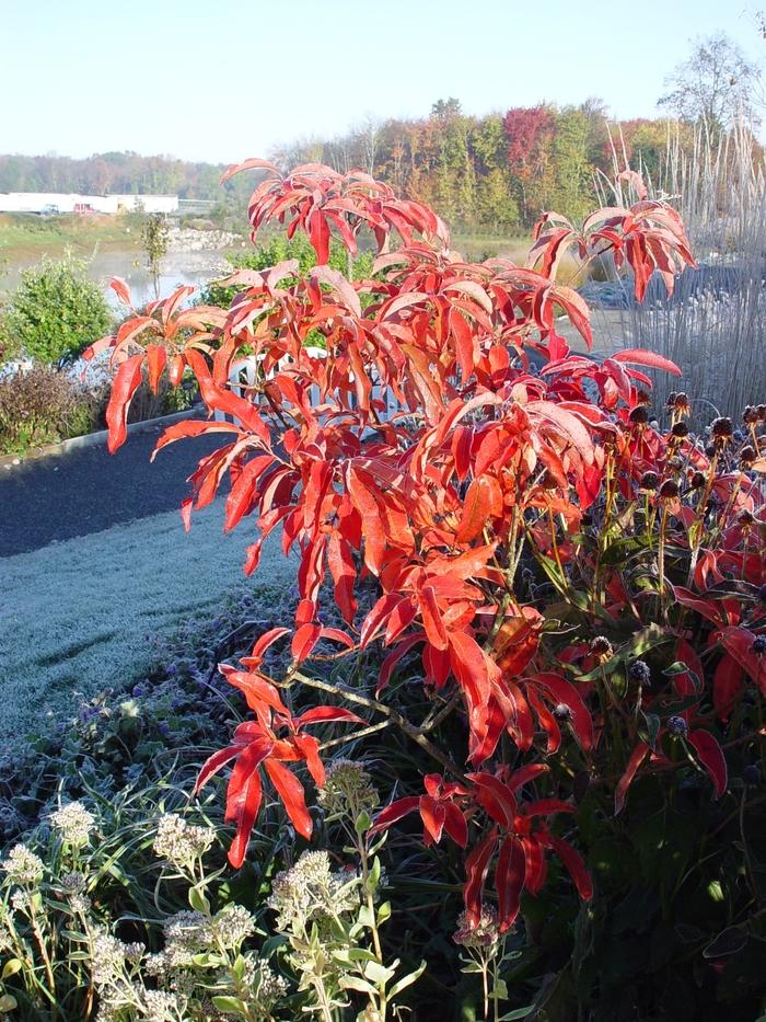 Oxydendrum Arboreum Single Stem - View 9 from www redcrocus com