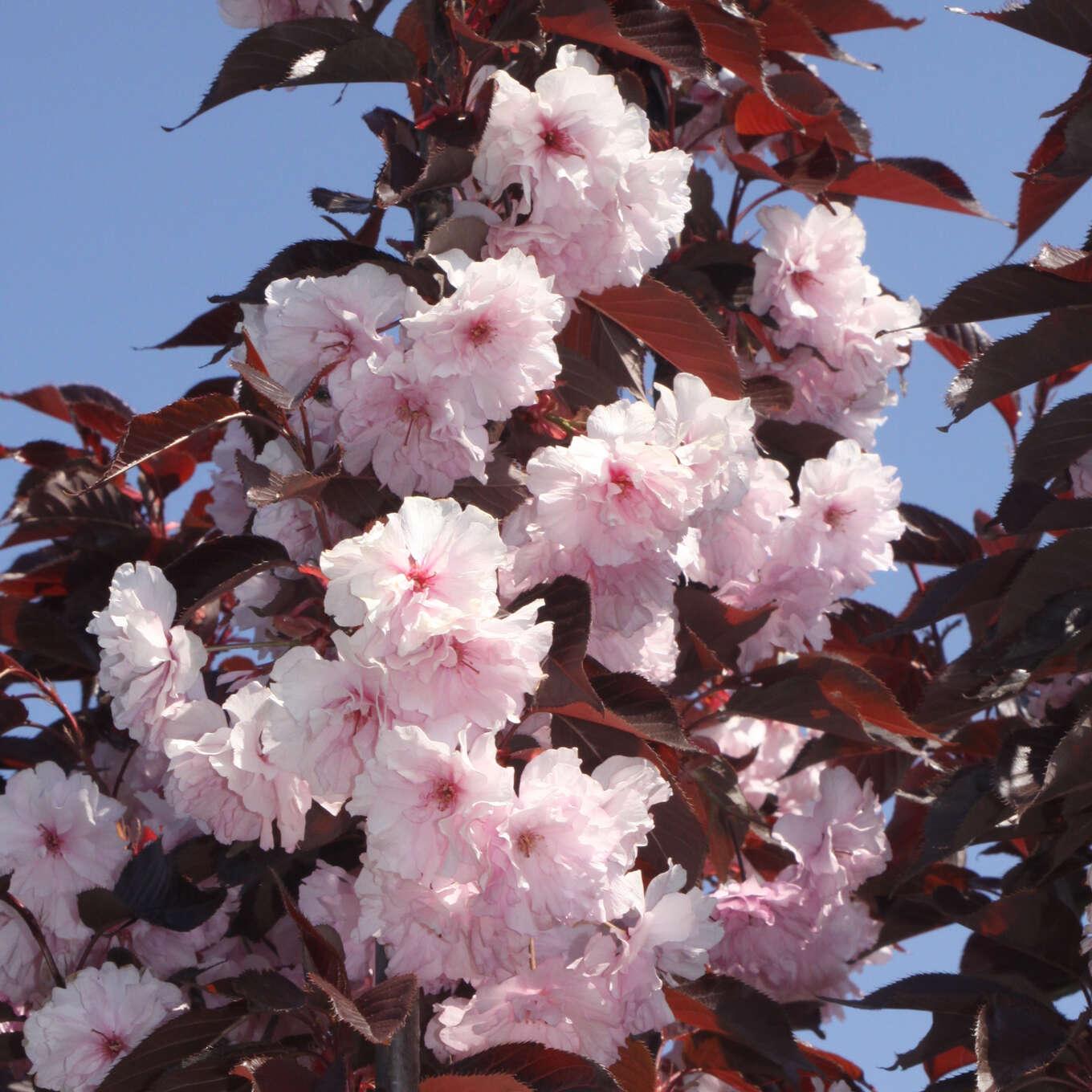 Prunus Serrulata Royal Burgundy Single Stem - View 12 from www redcrocus com
