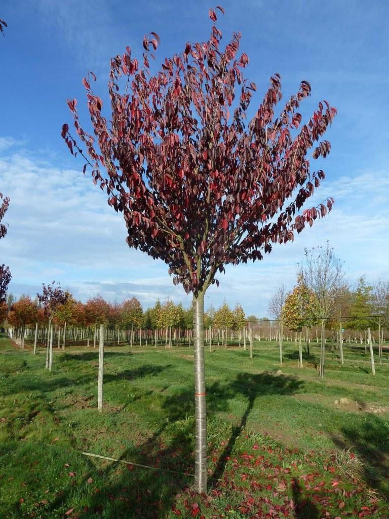 Prunus Serrulata Royal Burgundy Single Stem - View 13 from www redcrocus com