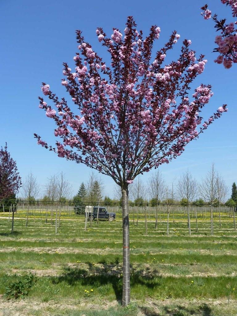 Prunus Serrulata Royal Burgundy Single Stem - View 14 from www redcrocus com