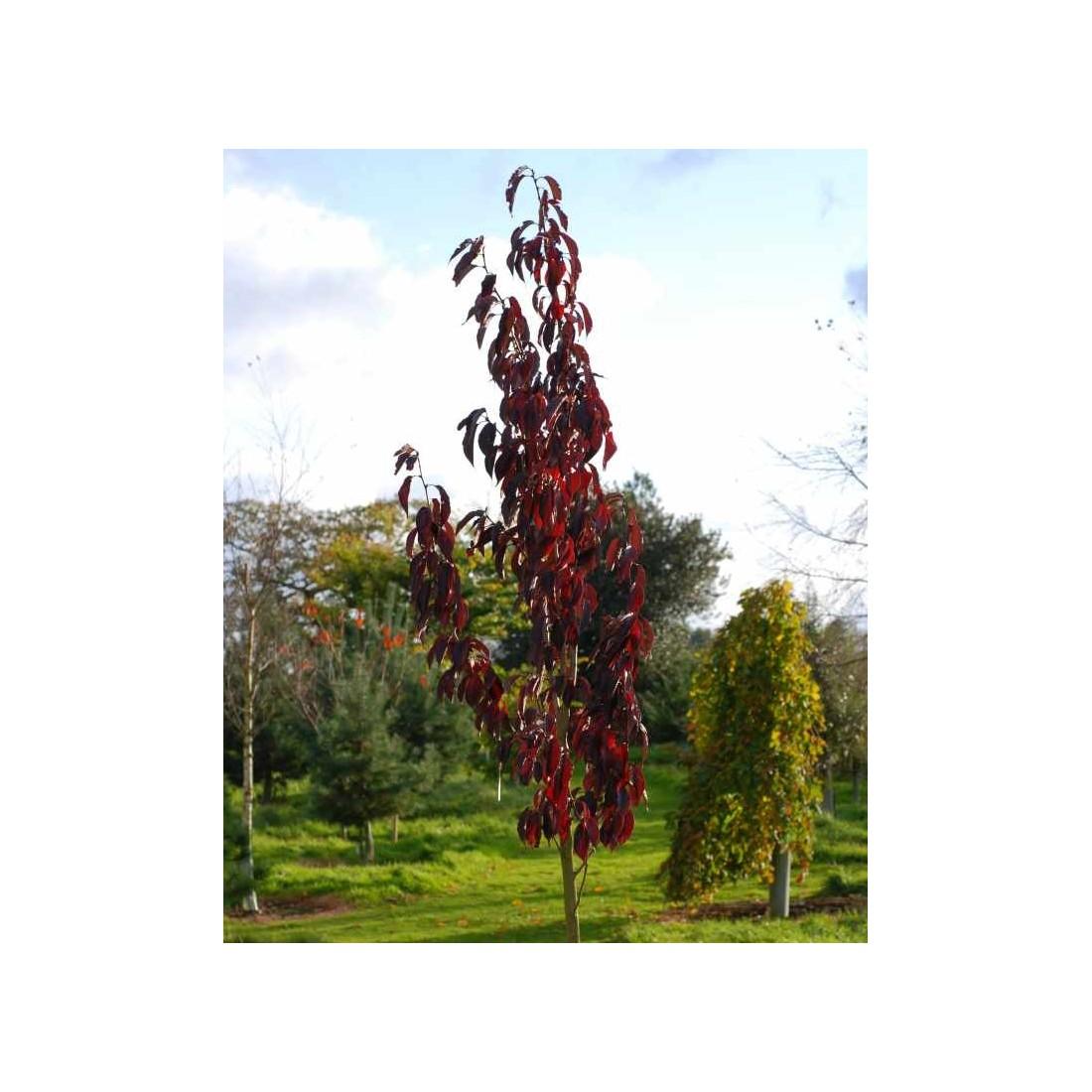 Prunus Serrulata Royal Burgundy Single Stem - View 16 from www redcrocus com