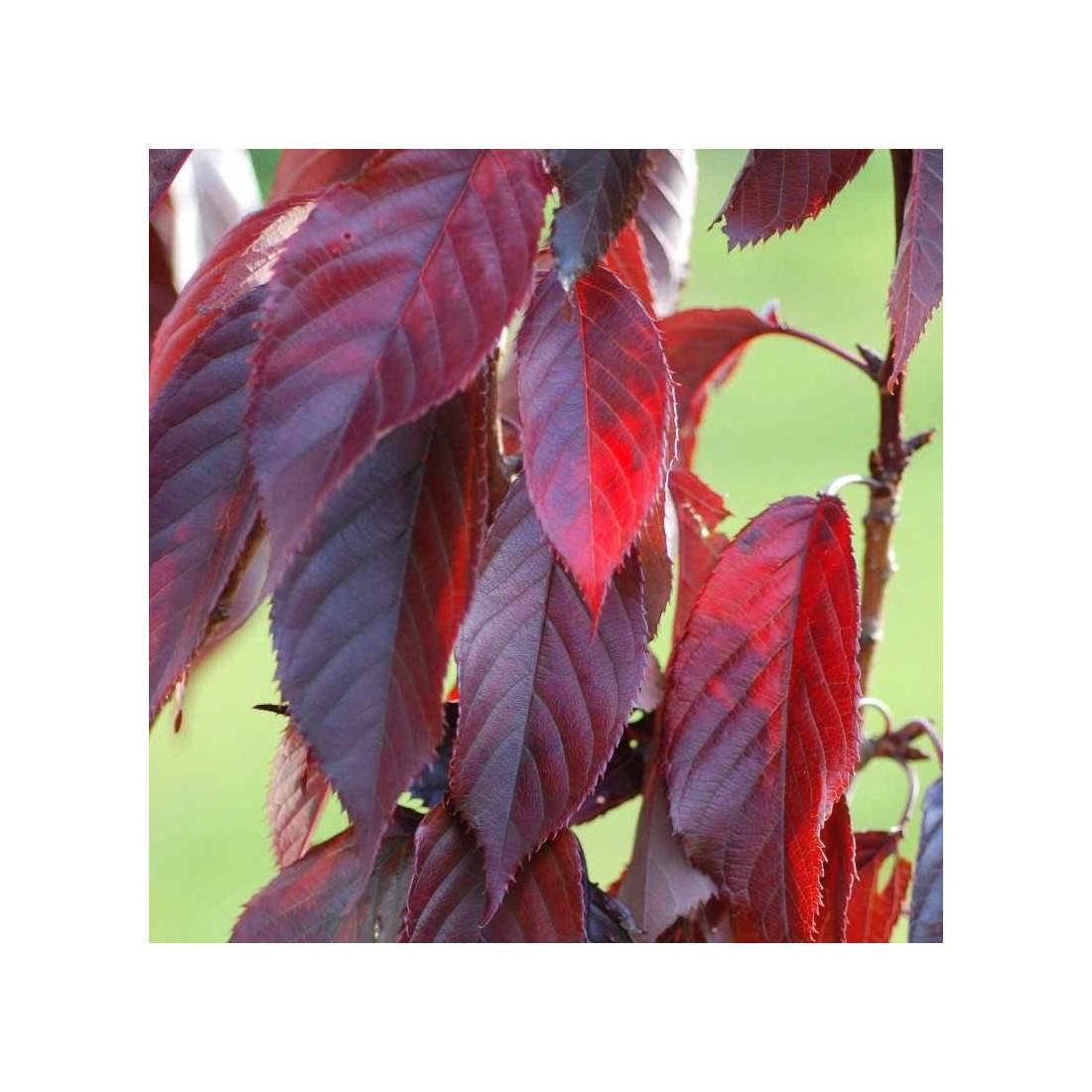 Prunus Serrulata Royal Burgundy Single Stem - View 17 from www redcrocus com
