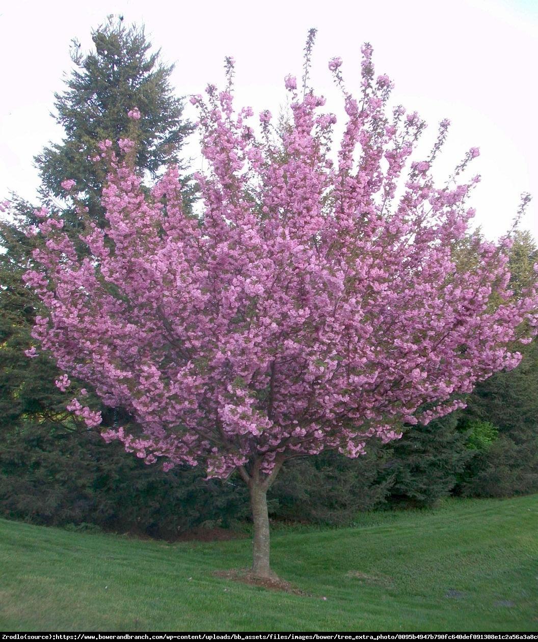 Prunus Serrulata Royal Burgundy Single Stem - View 18 from www redcrocus com