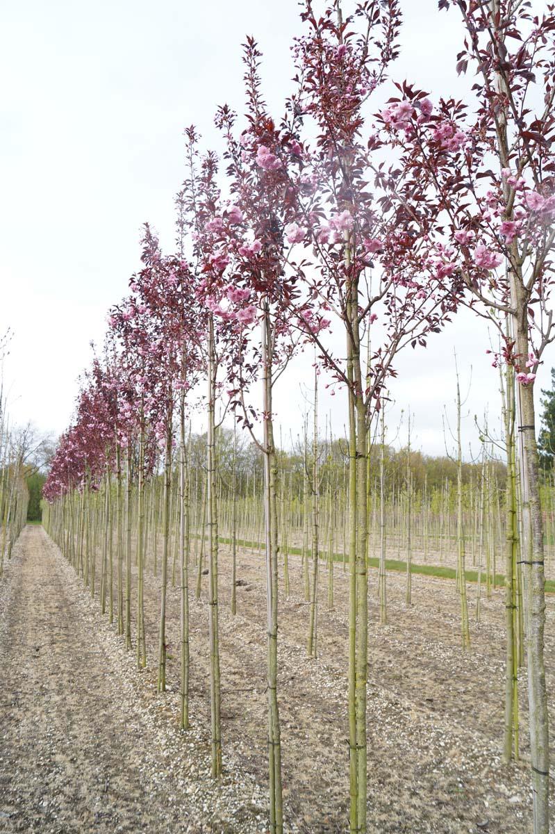 Prunus Serrulata Royal Burgundy Single Stem - View 19 from www redcrocus com