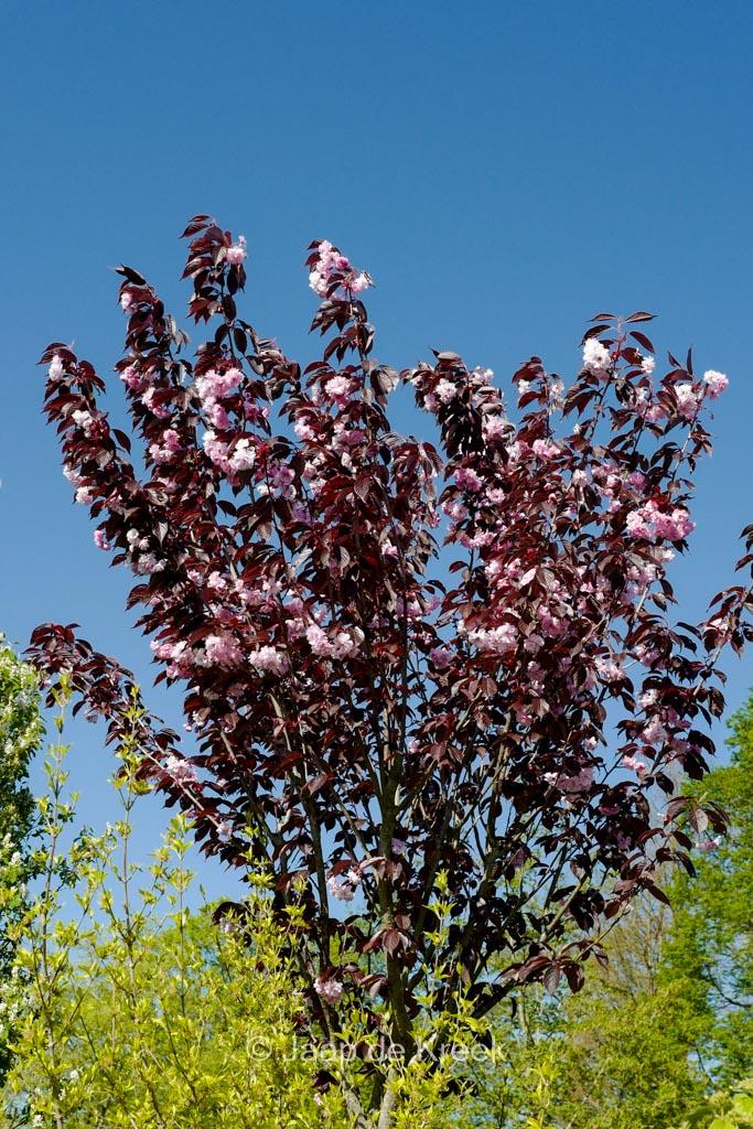 Prunus Serrulata Royal Burgundy Single Stem - View 1 from www redcrocus com