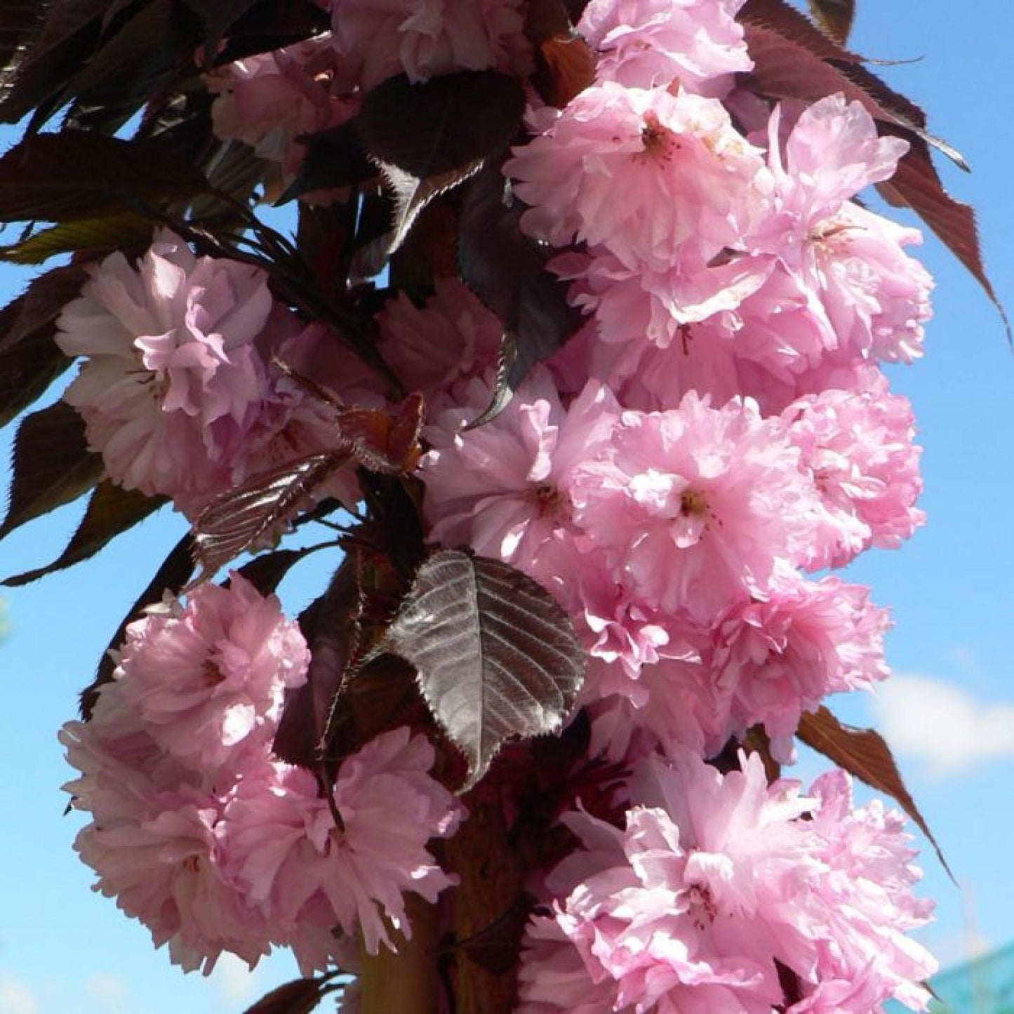 Prunus Serrulata Royal Burgundy Single Stem - View 20 from www redcrocus com