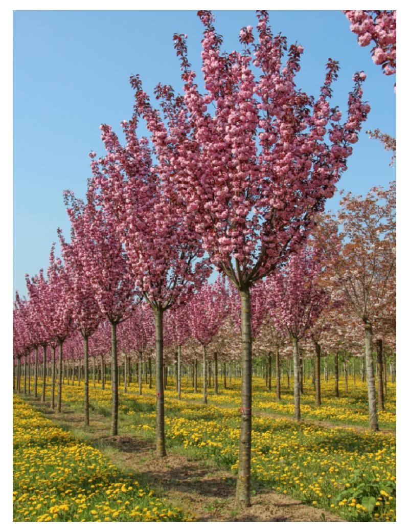Prunus Serrulata Royal Burgundy Single Stem - View 2 from www redcrocus com