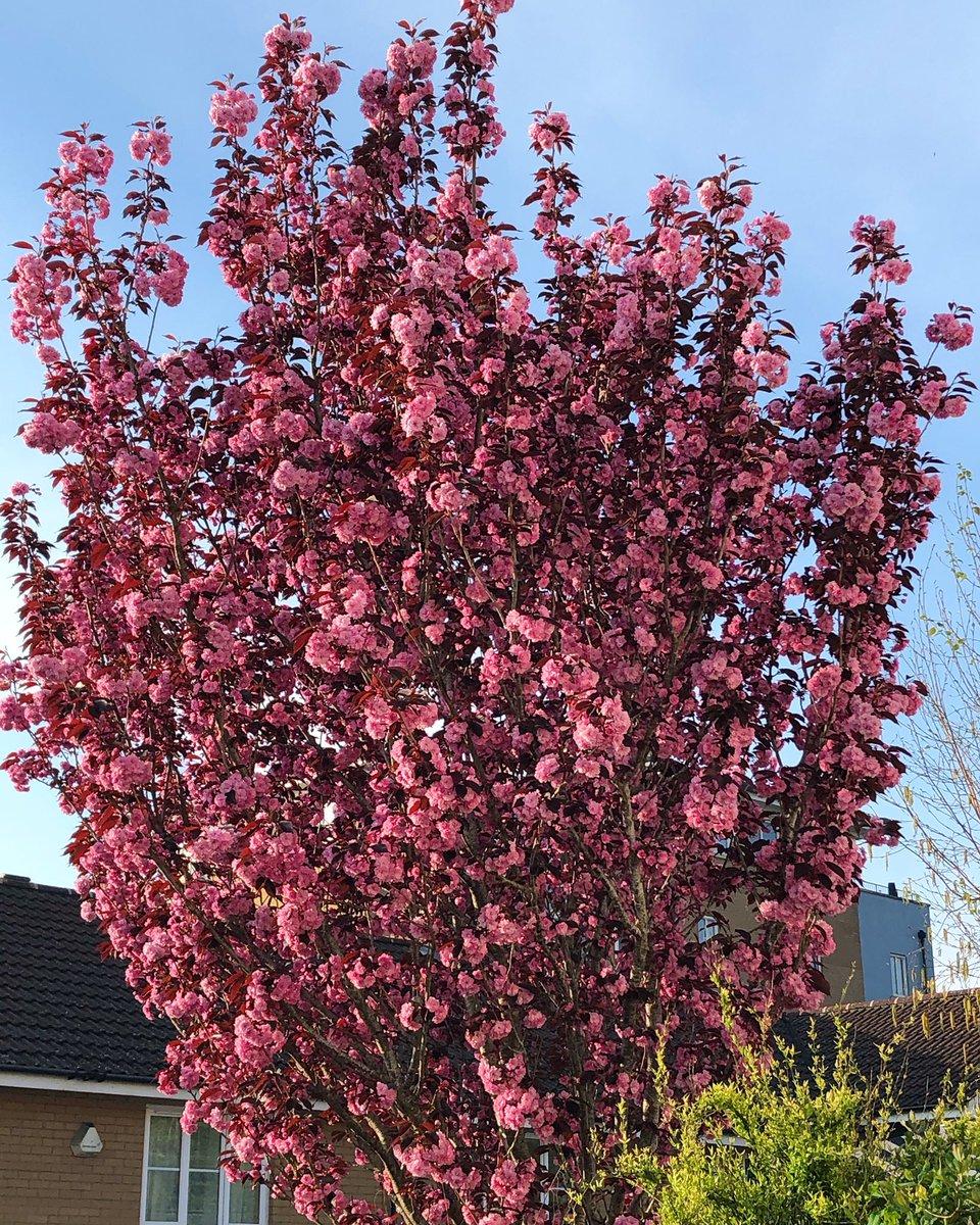 Prunus Serrulata Royal Burgundy Single Stem - View 8 from www redcrocus com