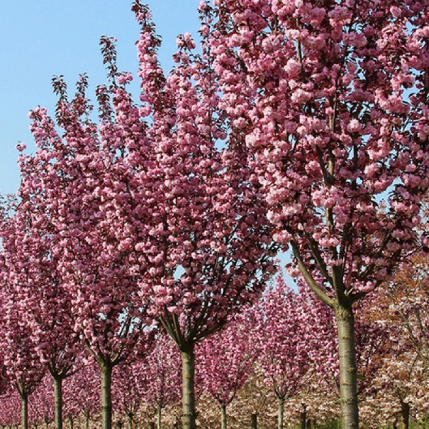 Prunus Serrulata Royal Burgundy Single Stem - View 9 from www redcrocus com