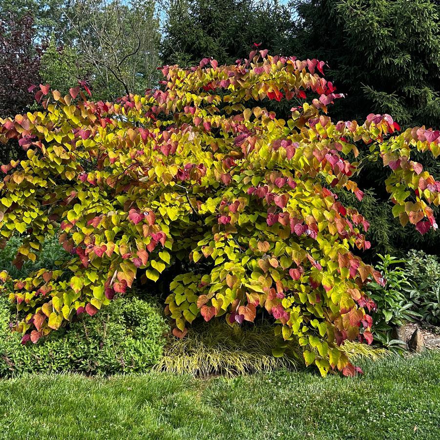 Cercis Canadensis Flame Thrower Single Stem - View 10 from www redcrocus com