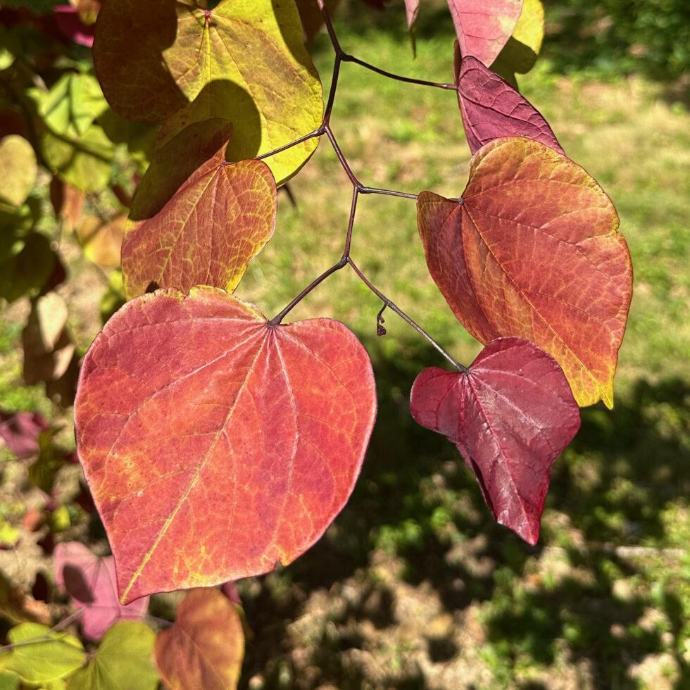 Cercis Canadensis Flame Thrower Single Stem - View 11 from www redcrocus com